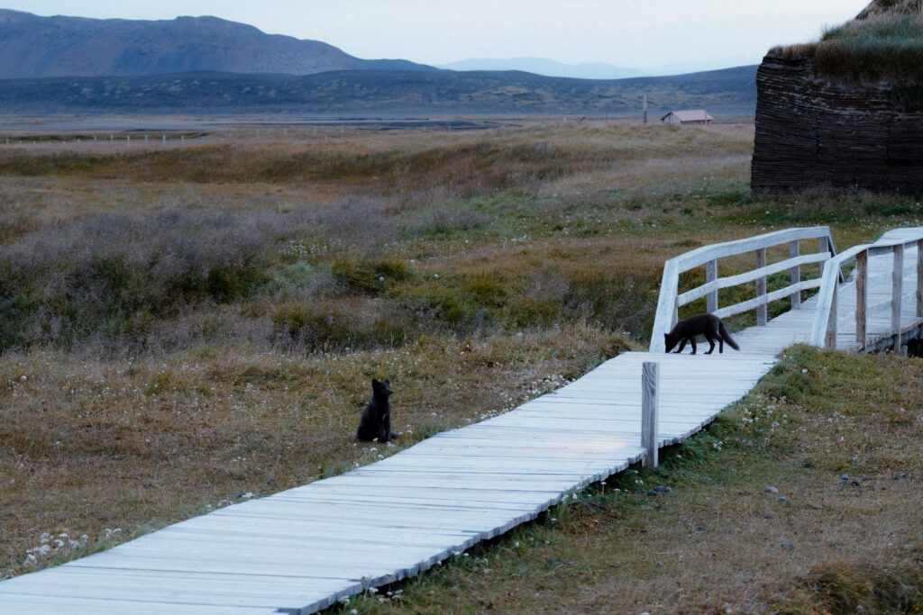 Fjalladýrð Guesthouse 北極狐