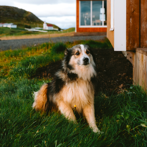 iceland dog